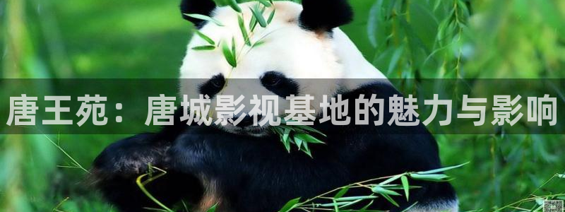 白云视频免费：唐王苑：唐城影视基地的魅力与影响